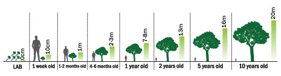 Growth Cycle